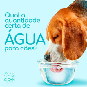 Blog - Qual a quantidade certa de água para cães - Cican - Centro Integrado de Cirurgia Animal