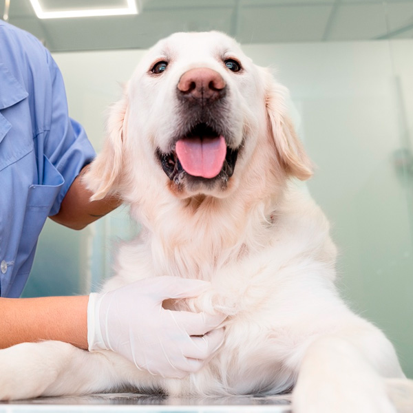 Neurologista animal - Cican - Centro Integrado de Cirurgia Animal