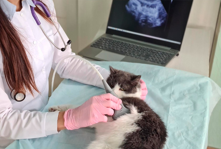 Exames para Cães e Gatos em Londrina - Cican - Centro Integrado de Cirurgia Animal