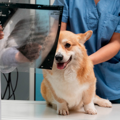 Exames para Cães e Gatos em Londrina - Cican - Centro Integrado de Cirurgia Animal