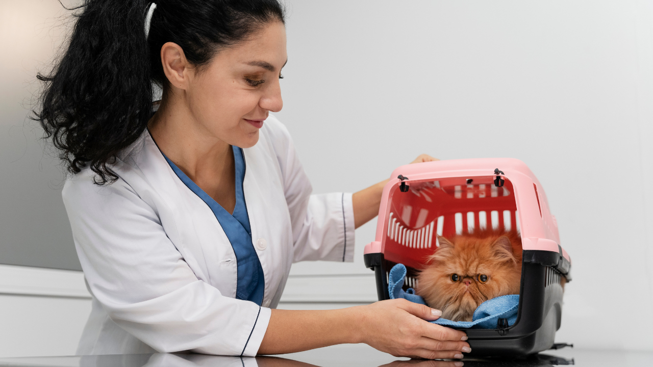 Veterinária cuida de gato dentro de caixa de transporte após procedimento cirúrgico.