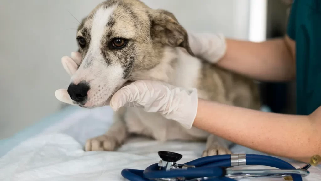 Cão sendo examinado por veterinário com luvas, durante avaliação clínica pré-cirúrgica.