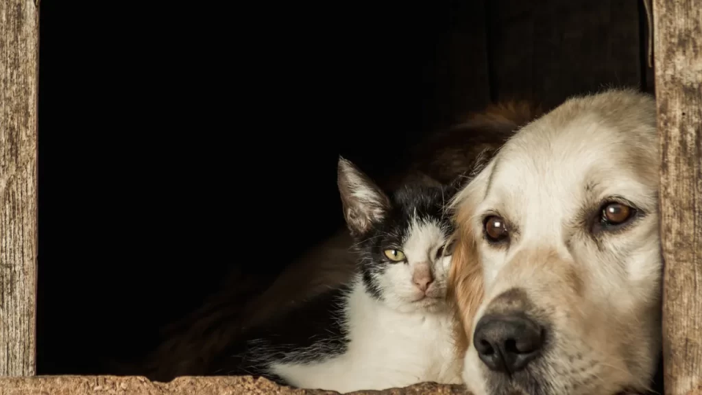 Cão e gato deitados lado a lado em abrigo escuro, transmitindo companheirismo e atenção aos sinais de dor.