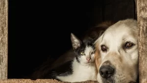 Cão e gato deitados lado a lado em abrigo escuro, transmitindo companheirismo e atenção aos sinais de dor.