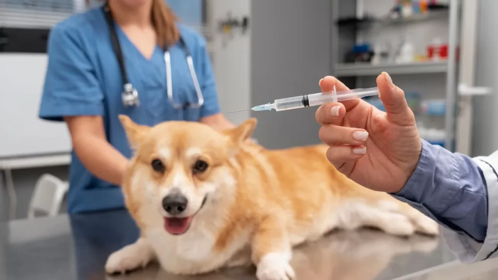 Veterinário segura seringa enquanto um cachorro da raça Corgi está deitado na mesa de exame com outro profissional ao lado.