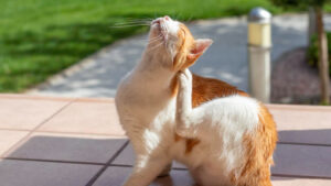 blog Doença do carrapato em cães e gatos